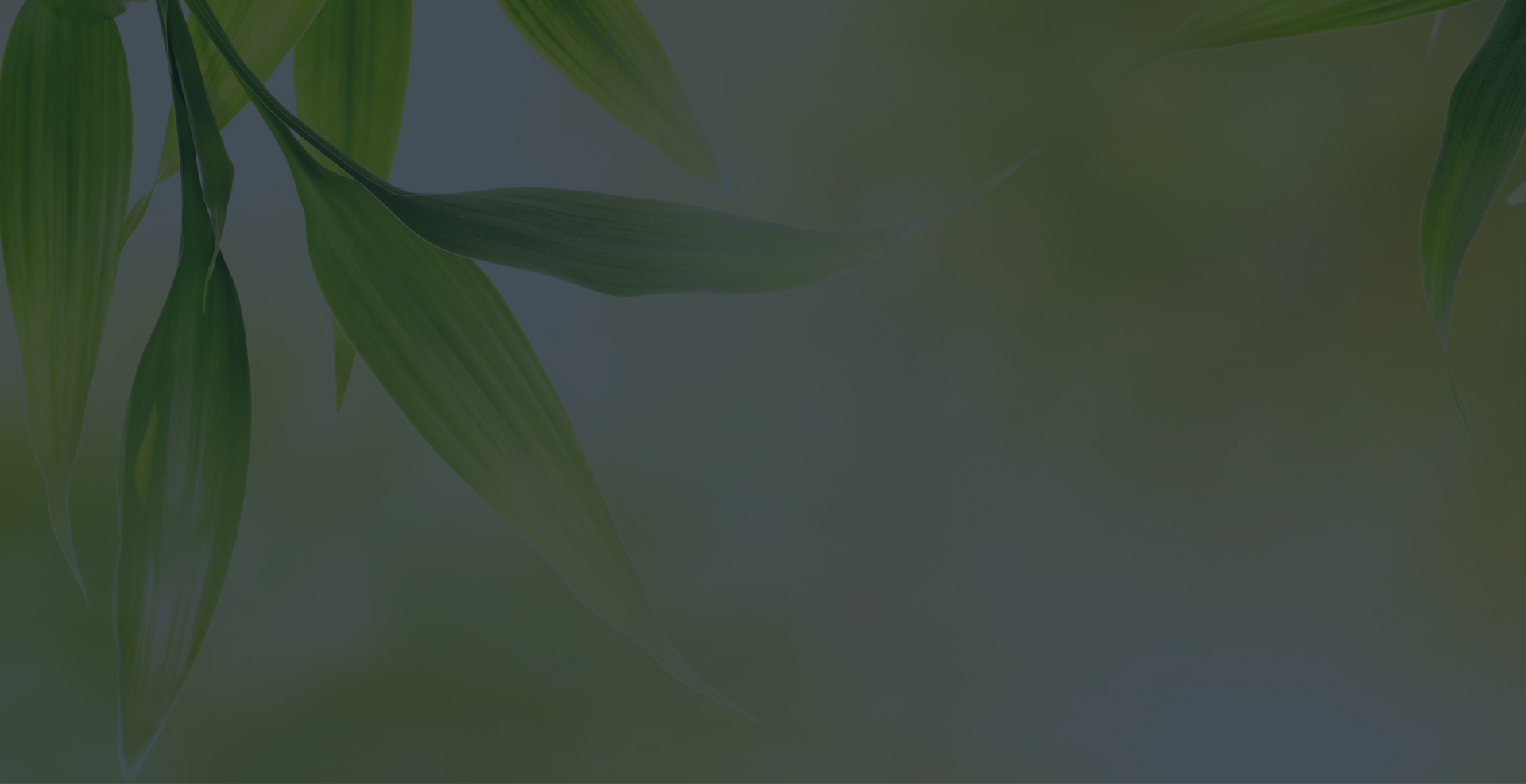 wellness programs south africa